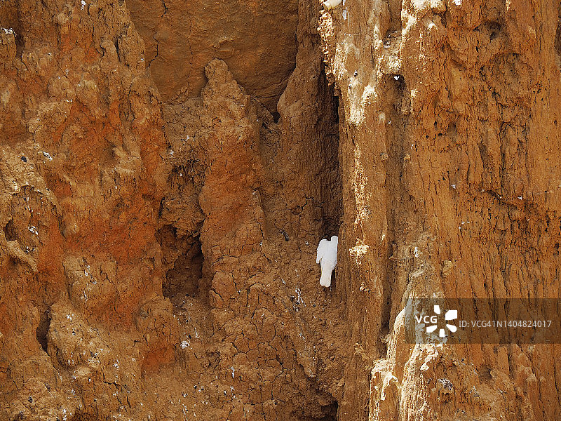 一只白鸽栖息在葡萄牙阿尔加维的悬崖上图片素材