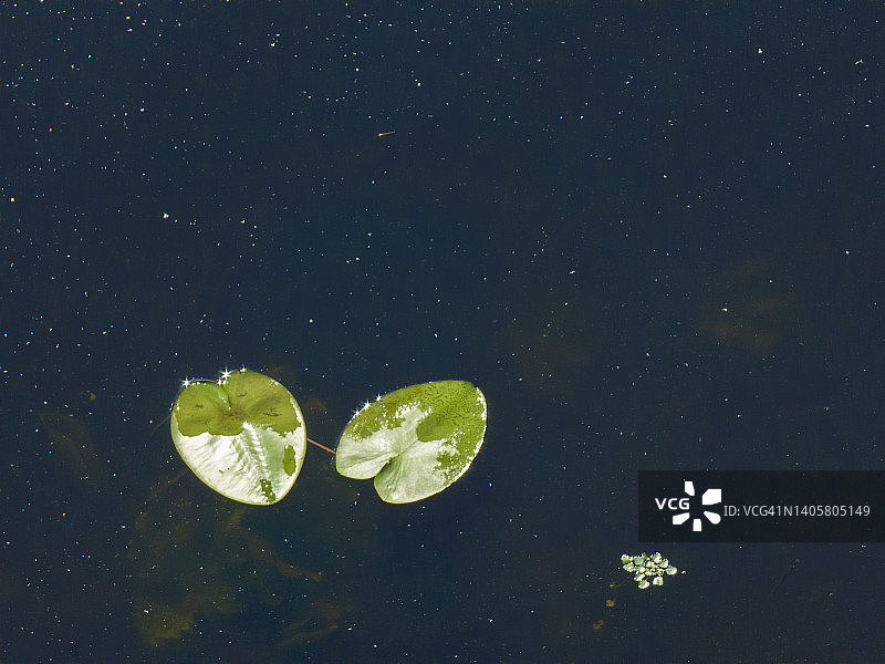 睡莲漂浮在黑暗的池塘水的背景。图片素材
