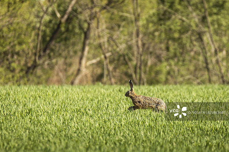 野兔在绿色的草地在夏天的时候与森林背景图片素材