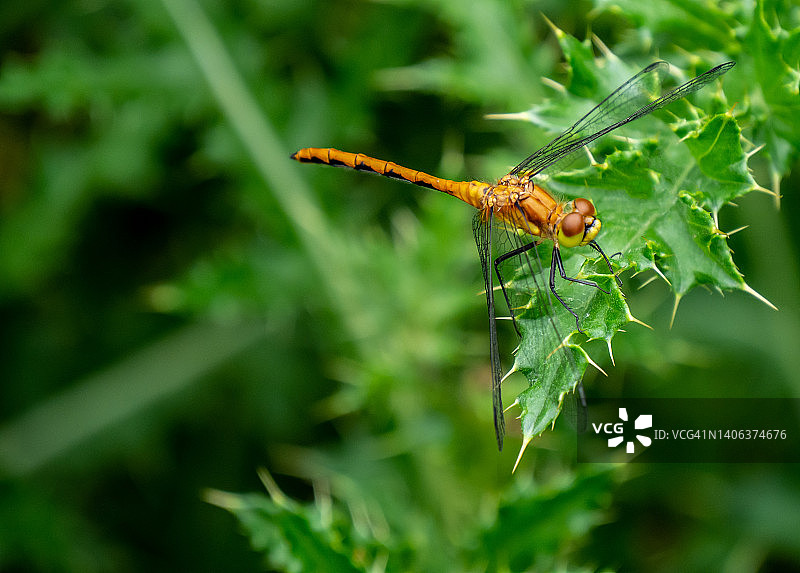 面容苍白的Meadow-hawk蜻蜓图片素材