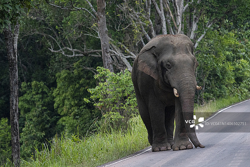 大象在路上图片素材