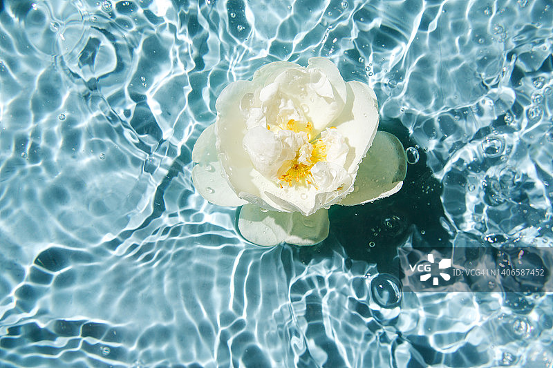 白色的花朵漂浮在蓝色的水面上，荡漾着涟漪，飞溅着水花，冒着气泡。水疗和化妆品背景。夏季最小自然概念。图片素材