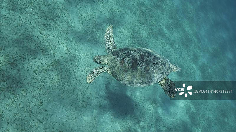 海龟潜入覆盖着绿色海草的沙质海底深处。绿海龟(Chelonia mydas)水下特写。埃及红海图片素材