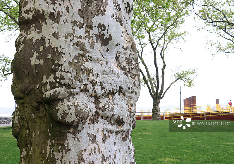 梧桐树树干显示树瘤和迷彩图案对模糊的背景图片素材