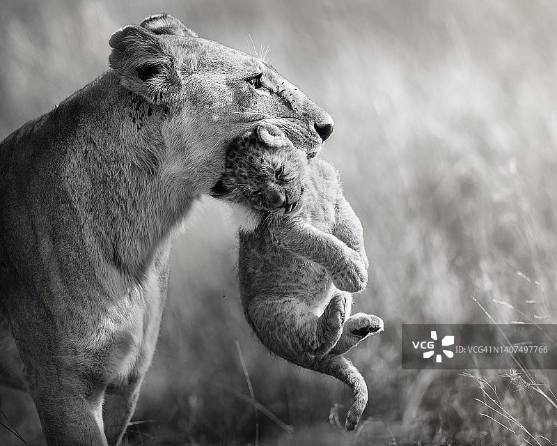 母狮子带着幼崽图片素材