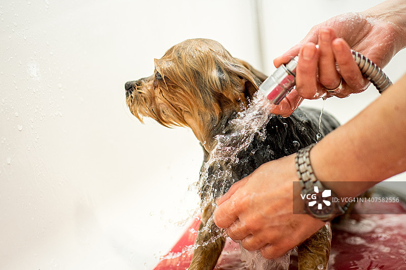 特写约克郡犬在宠物美容沙龙洗澡图片素材