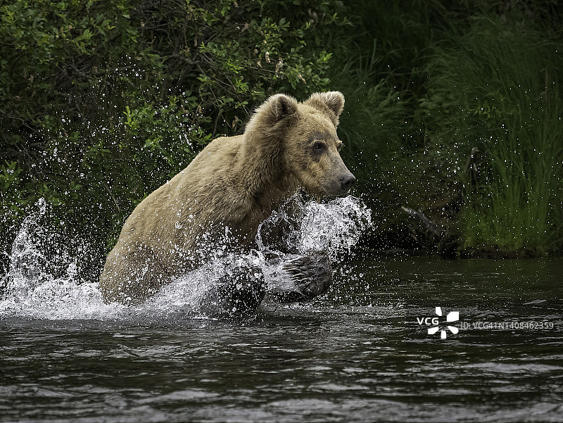 棕熊在瀑布附近猎鲑鱼图片素材