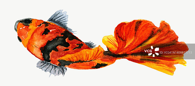 水彩画:用日本传统画风的墨汁在老式宣纸上手绘的红黑锦鲤。橙色的锦鲤,图片素材
