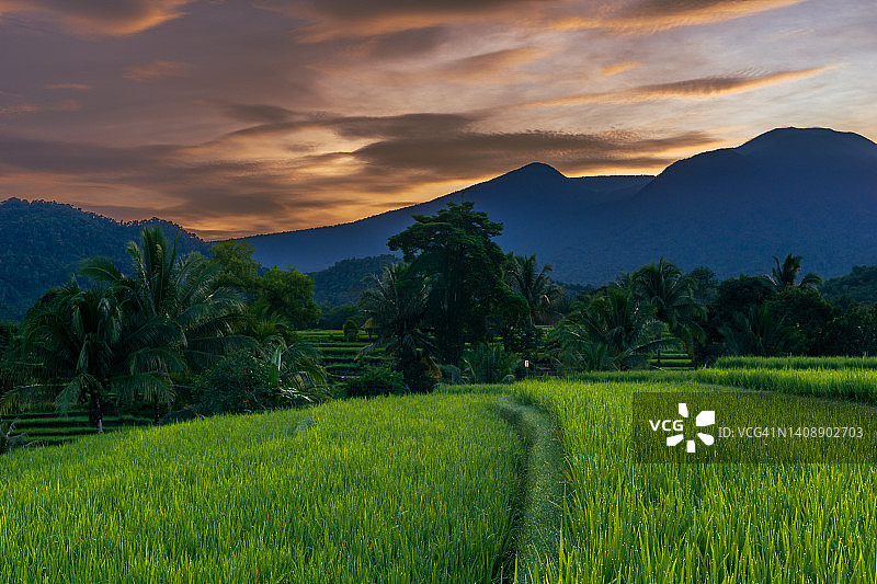印度尼西亚清晨的自然全景，太阳从广阔的稻田中升起图片素材