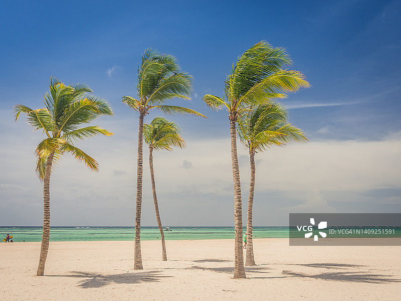 多米尼加共和国蓬塔卡纳海滩——棕榈树图片素材