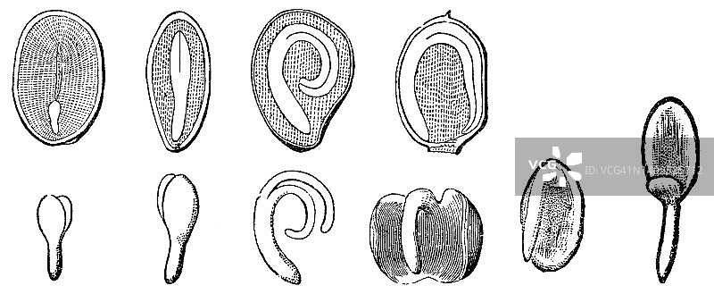 各种种子荚横截面和种子胚- 19世纪图片素材