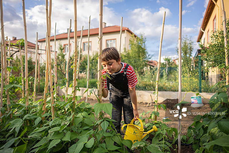 男孩在菜园里观察青豆的生长期图片素材