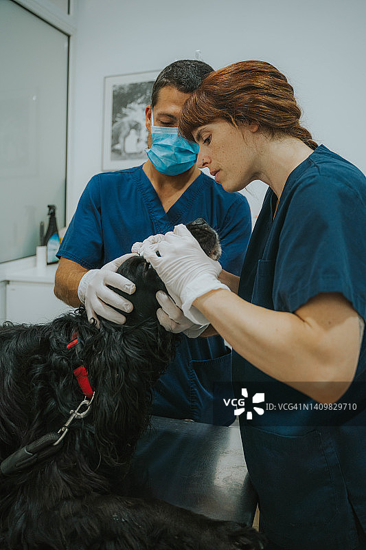 两个兽医正在检查一只狗的眼睛。图片素材