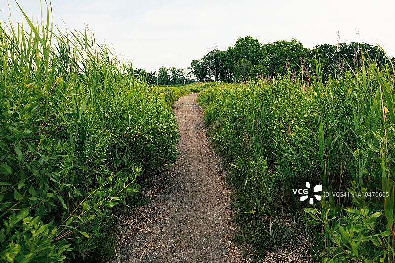 泥泞的小路穿过浓密的湿地草地，沿着沼泽排列的自然小径图片素材