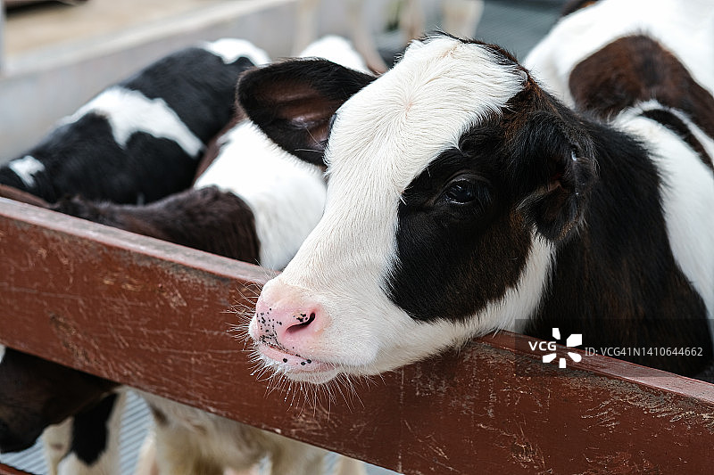 年轻好奇的小牛在绿草的背景下，可爱的小牛看着物体，一头奶牛站在牧场里，旁边是干草和其他小牛，农场里的小奶牛图片素材