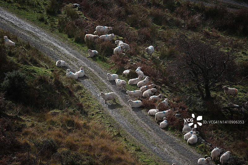 羊在乡村农场路图片素材
