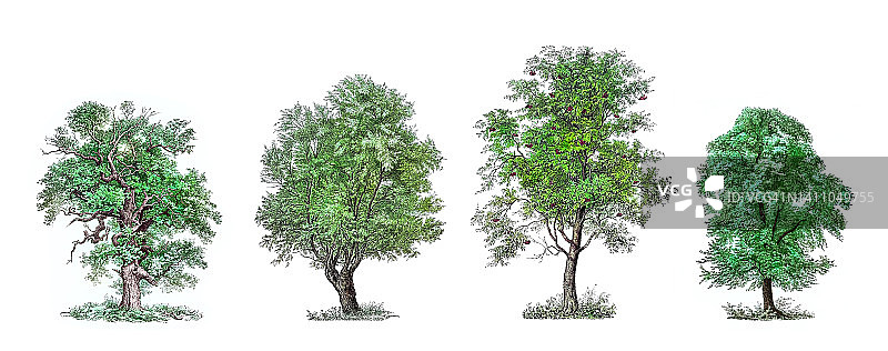 古老的雕刻插图橡树，榆树，柳树和花楸(花楸)树图片素材