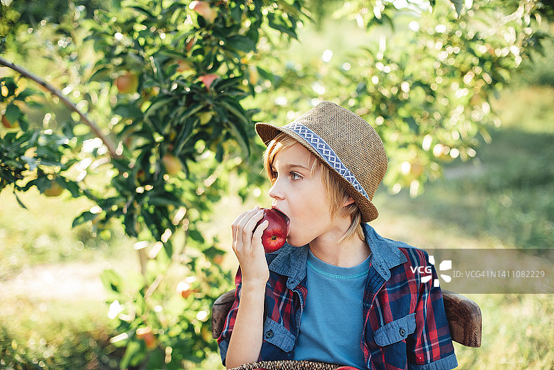 秋天，孩子们在农场上摘苹果。图片素材