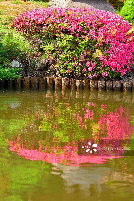 新鲜绿叶的杜鹃花:池塘上的美丽倒影图片素材