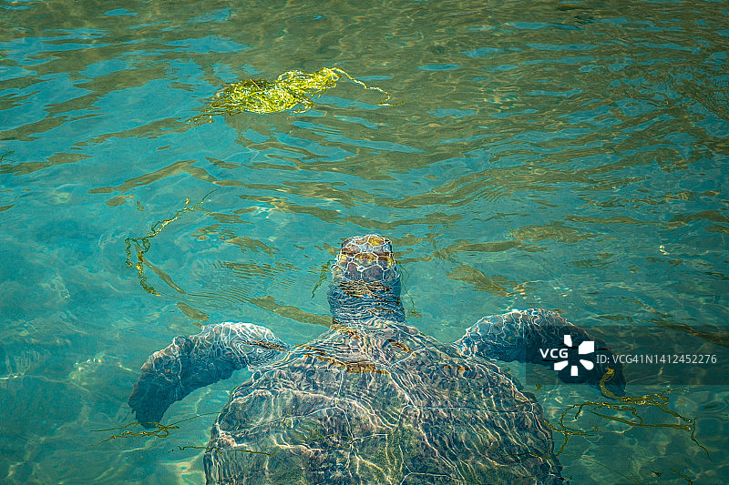 海龟在水面附近，咔嗒咔嗒图片素材
