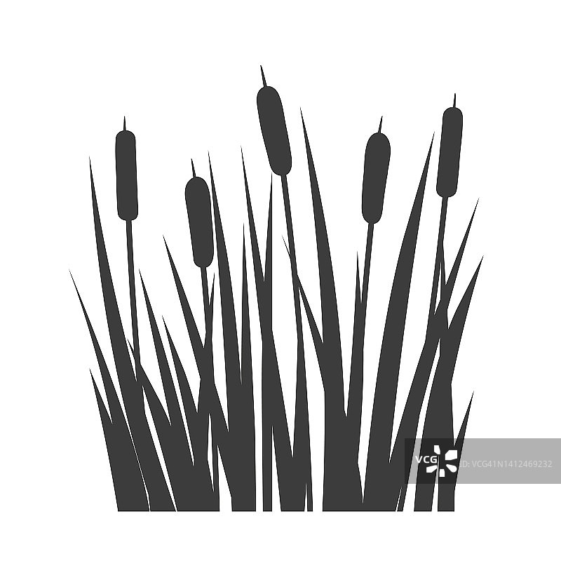 香蒲，芦苇，芦苇植物的剪影图片素材