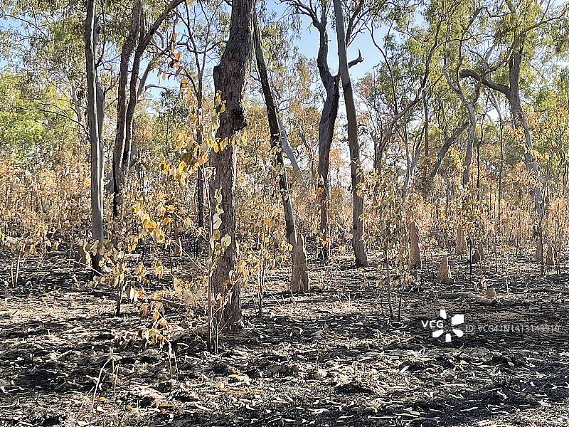 澳大利亚的森林大火的国家图片素材