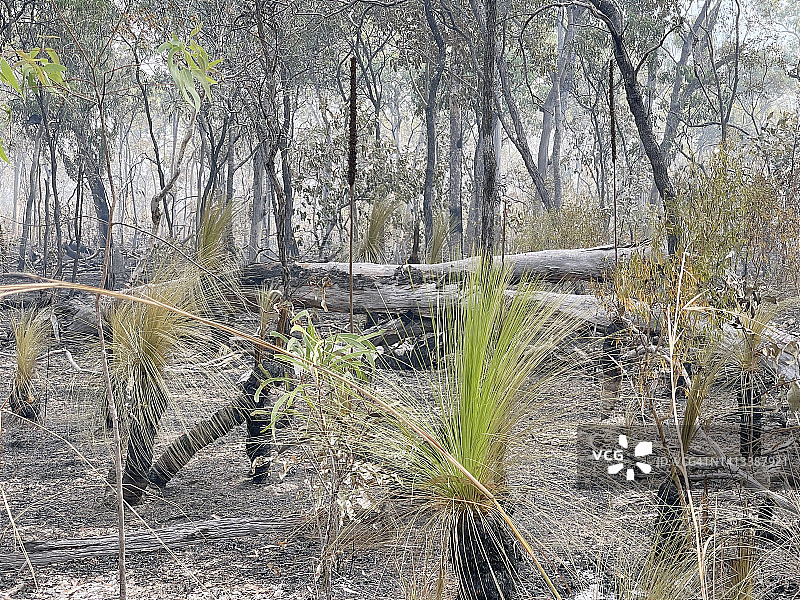 澳大利亚丛林大火国家图片素材