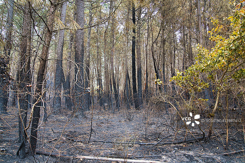 松树和桉树被大火烧毁。图片素材