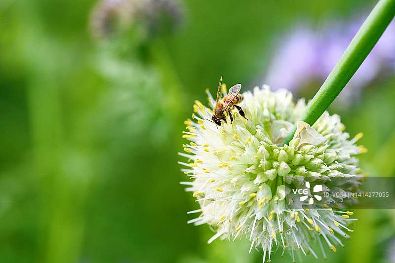 蜜蜂和花。一只大条纹蜜蜂在绿色背景下收集洋葱花的花粉。夏春背景图片素材