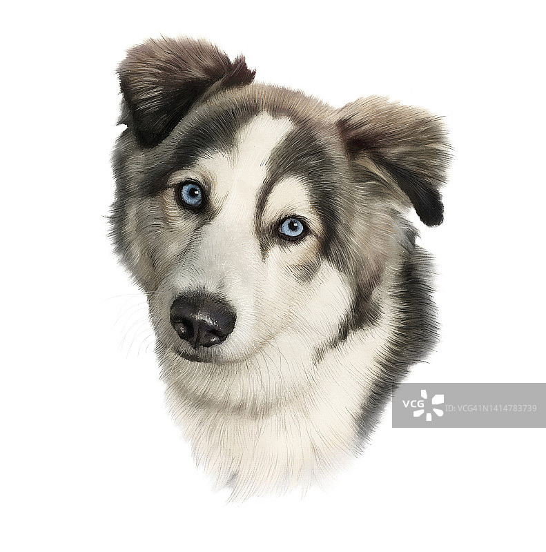 蓝色眼睛孤立在白色背景的西伯利亚哈士奇犬图片素材