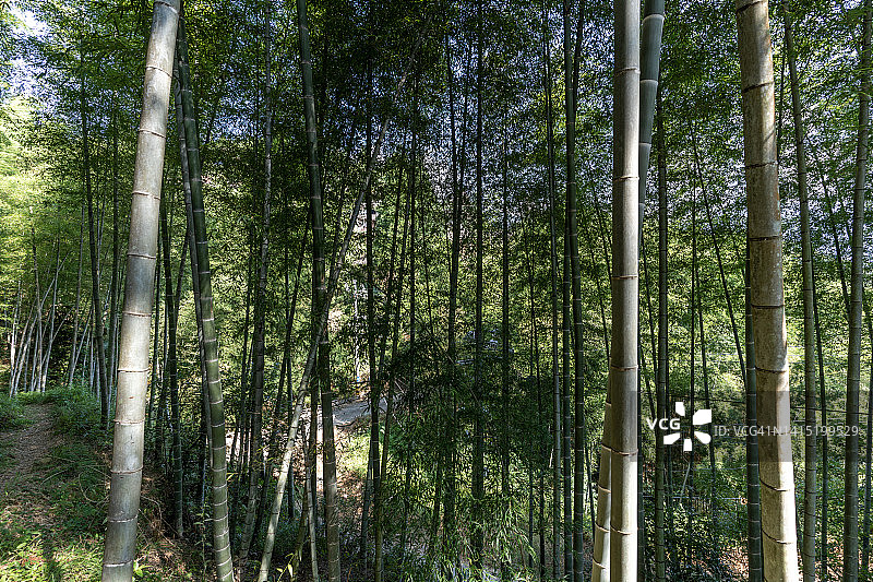 竹林与两旁的竹林之间的小路图片素材