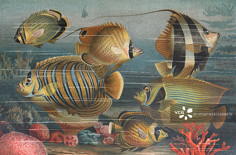 复古热带鱼收藏。像猎豹，剑齿虎，fasiatus和统帅。手绘雕刻插画海报。图片素材