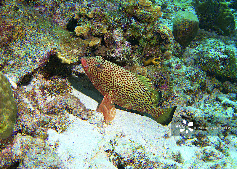 礁石上的石斑鱼图片素材