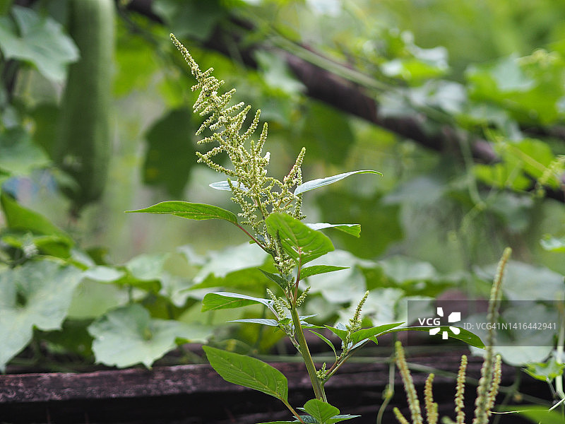 丝瓜角，葫芦科绿色蔬菜新鲜的褐色织物在花园上的自然背景图片素材