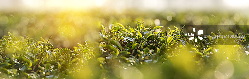 旗绿茶树叶子茶花有机农场阳光。全景早上新鲜嫩芽草本农场。旗帜阳光绿茶树植物。宽阔的绿茶树与复制空间图片素材
