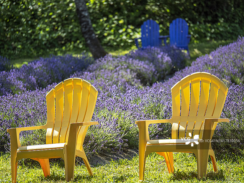 薰衣草花园的彩色椅子图片素材