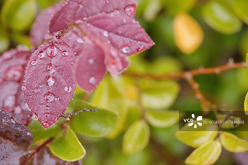 雨滴落在红色和绿色的植物叶子上图片素材