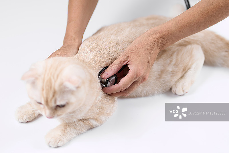 亚洲兽医拿着听诊器对着小猫图片素材