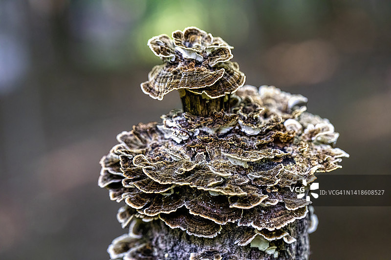 真菌在树林里图片素材