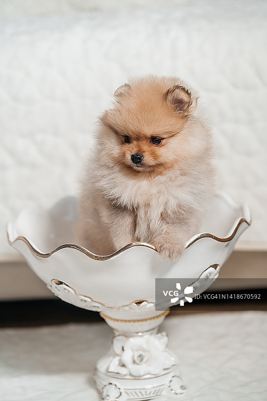 可爱美丽的博美犬斯皮兹小狗坐在家里的花瓶里图片素材