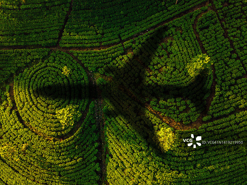 印度喀拉拉邦穆纳尔的一处茶园上空的飞机剪影。鸟瞰图图片素材