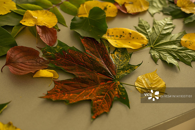 抽象的秋叶背景。秋天的背景。图片素材