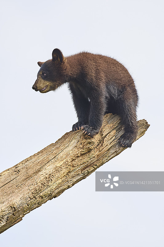 黑熊(美洲熊)，幼仔爬在树干上图片素材