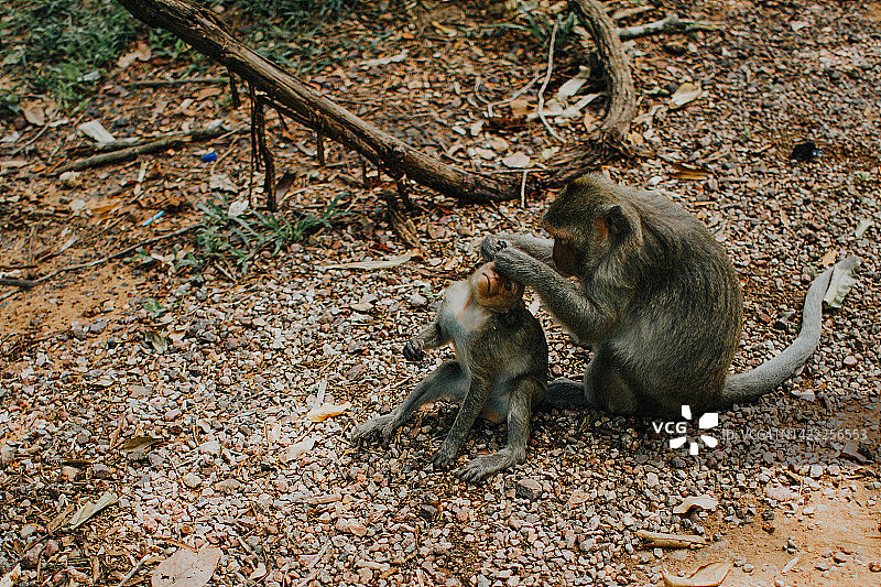 猴子在小猴子身上扒虱子图片素材