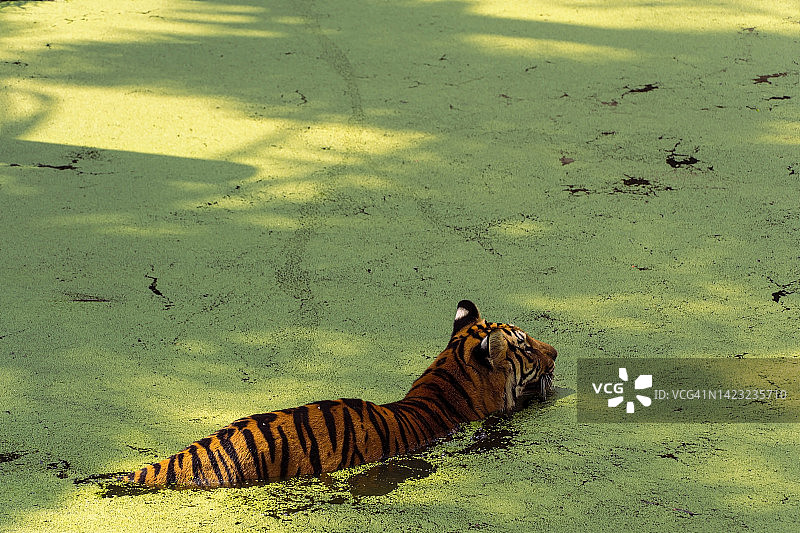 孟加拉虎，Panthera tigris，游泳降温，美丽的大型猫科动物，墨西哥，图片素材