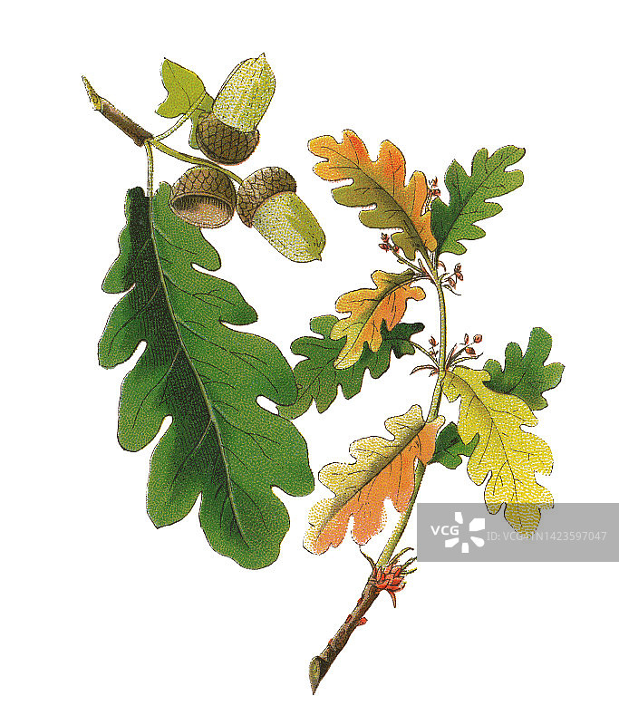 古老的植物学彩色印刷插图，橡树，无梗栎，康沃尔栎，爱尔兰栎或durmast栎(无梗栎)图片素材