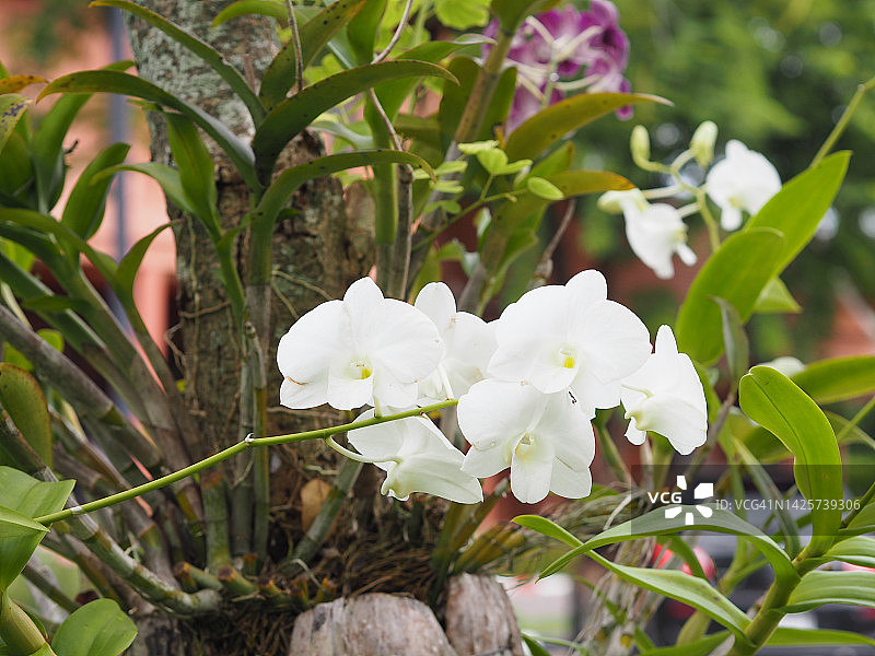 白色兰花林德利石斛，兰科，蝴蝶兰石斛美丽的花束模糊的自然背景图片素材