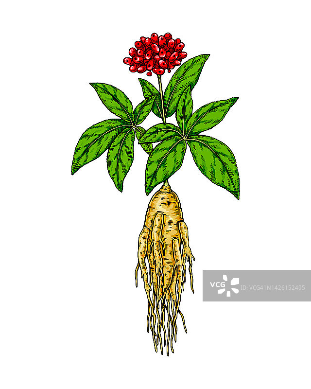 手绘的野生人参根，白色背景上的叶和浆果。植物矢量插图在彩色素描风格的包装，标志，科学文章设计图片素材