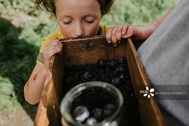 一个可爱的小女孩凝视着一个装着黑莓和丹森的木箱图片素材
