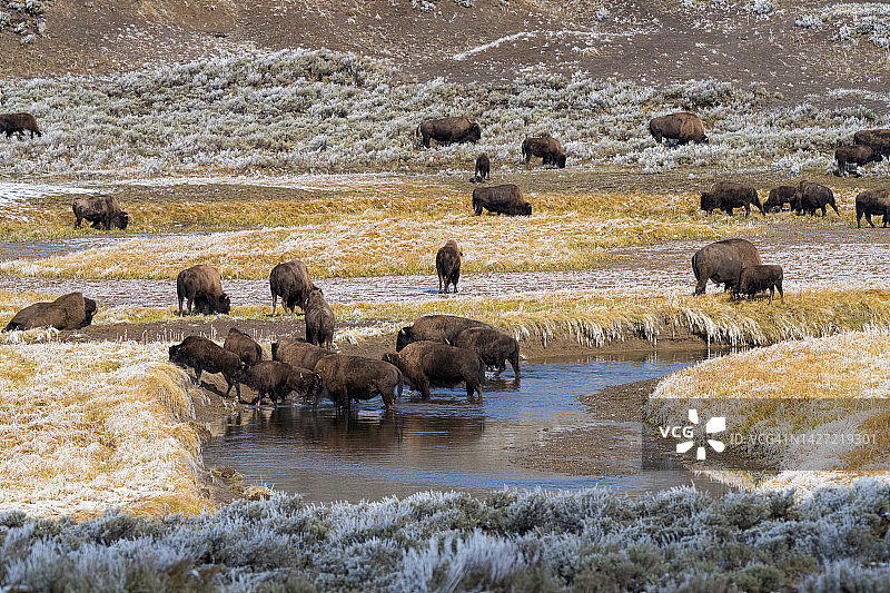 黄石国家公园的野牛群在雪中穿越小溪图片素材